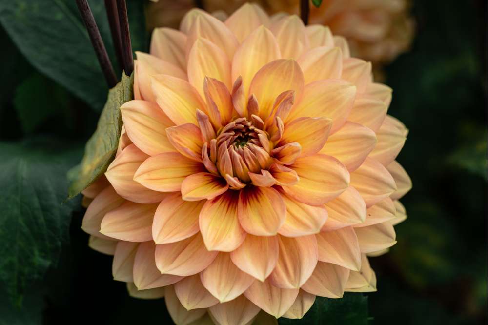 Dahlia 'Nicholas'